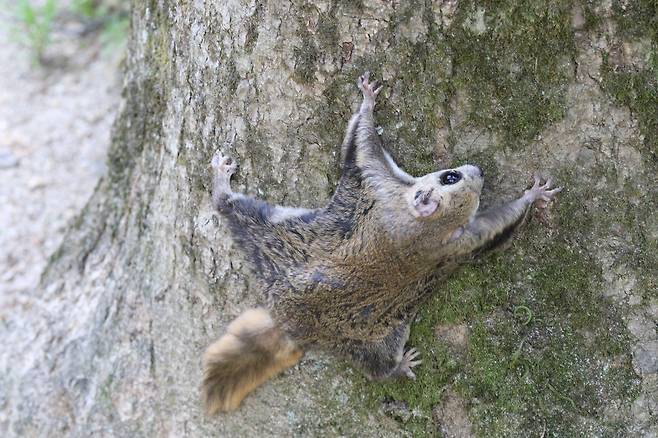 첫 '이달의 멸종위기 야생생물'에 선정된 하늘다람쥐. [국립공원공단 제공. 재판매 및 DB 금지]