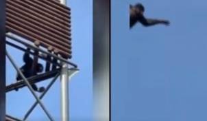 침팬지가 고릴라 방사장에 돌 던지는 모습