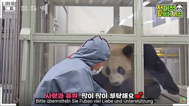 푸바오와 할부지 강철원 사육사의 마지막 교감