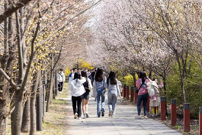 여의도 봄꽃 축제 현장 모습 [영등포구 제공. 재판매 및 DB 금지]