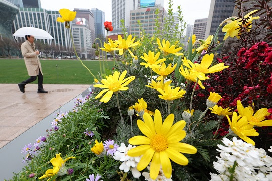 지난달 28일 오전 우산을 쓴 시민들이 서울 중구 서울광장에 조성된 화단 앞을 지나고 있다. 사진=뉴시스