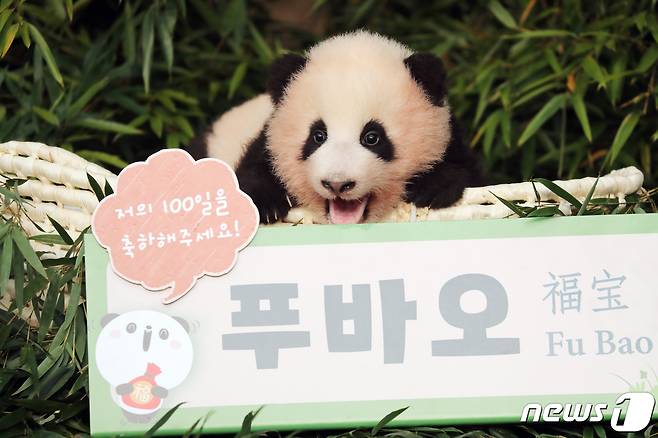 생후 107일이 된 아기 판다 '푸바오'가 4일 오전 경기도 용인시 에버랜드에서 공개되고 있다. 2020.11.4/뉴스1 ⓒ News1 조태형 기자
