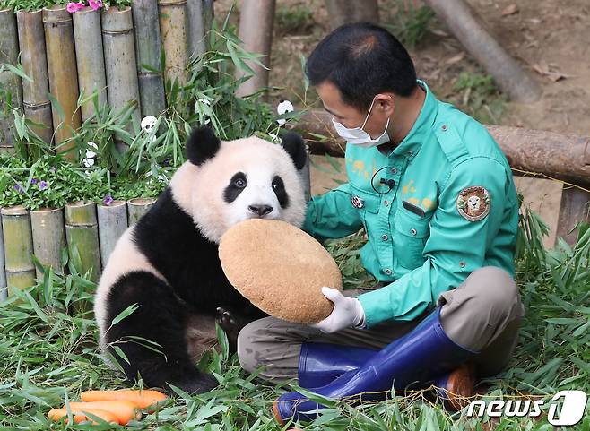 국내 최초의 아기 판다 '푸바오'가 첫돌을 맞이한 20일 오전 경기도 용인시 처인구 에버랜드 판다월드에서 푸바오가 돌잡이를 하고 있다. 2021.7.20/뉴스1 ⓒ News1 김영운 기자