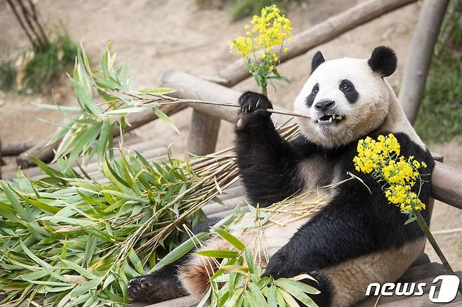 사진은 아기판다 푸바오. (삼성물산 제공) 2023.6.1/뉴스1