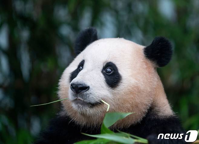 에버랜드는 자이언트 판다 푸바오의 이동 일정과 장소를 홈페이지와 소셜미디어를 통해 공지했다고 23일 밝혔다. (에버랜드 제공) 2024.1.23/뉴스1