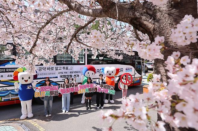 1일 부산 남구 부경대학교에서 부산시선거관리위원회 관계자들이 벚꽃과 부산시티버스를 활용해 투표독려 홍보 캠페인을 벌이고 있다. 연합뉴스