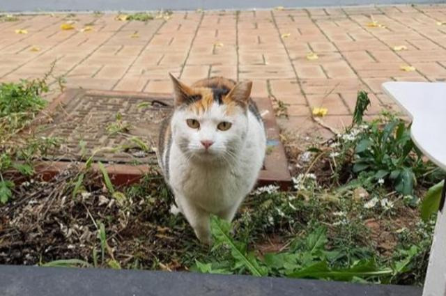 2021년 경기도 한 지역에서 살던 동네 고양이. 이 지역에서 살던 고양이들이 다른 지역에 방사된 것으로 알려져 논란이 인바 있다. 한국일보 자료사진