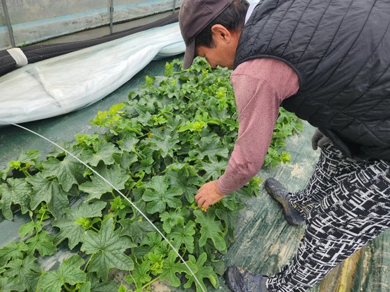 3일 오전 경북 성주군 성주읍 한 참외 비닐하우스에서 농민이 참외꽃을 살펴보고 있다. 김정석 기자