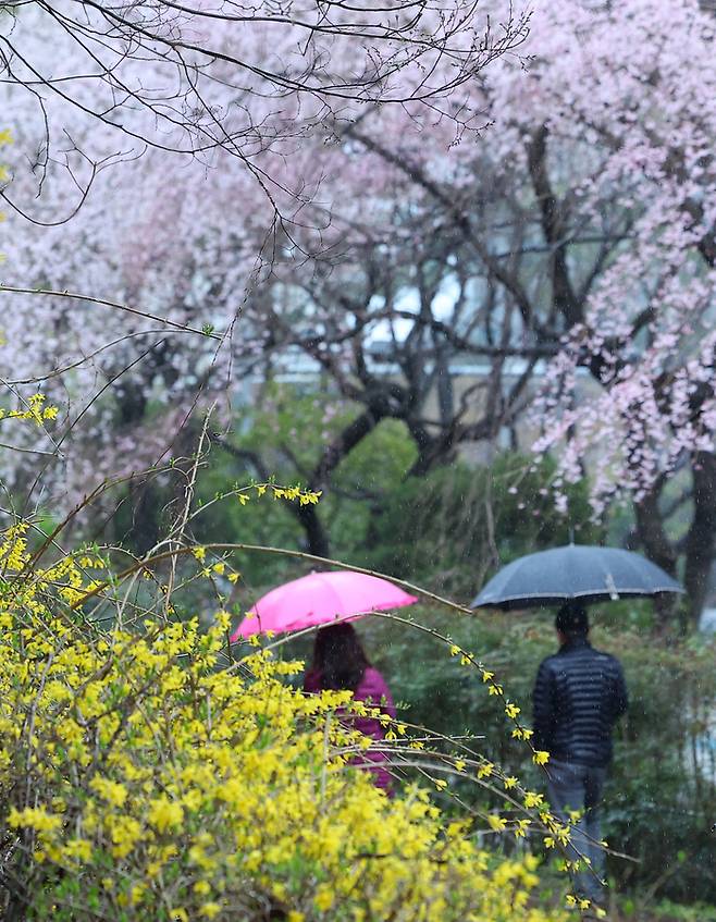 봄비가 내렸던 지난달 25일 오후 부산 해운대구 한 거리에 활짝 핀 개나리와 벚꽃 사이로 우산을 쓴 시민들이 지나가고 있다. 연합뉴스.