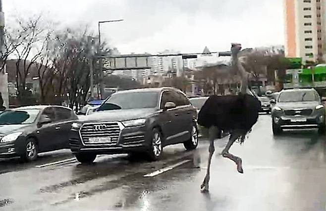 지난 3월 26일 오전 경기 성남시 중원구 대원터널 사거리 인근 도로를 생태체험장에서 탈출한 타조 타돌이가 달리고 있다. 연합뉴스