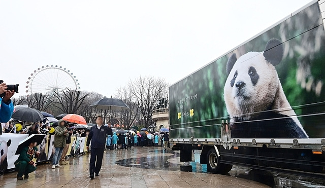 푸바오 팬들이 3일 오전 경기도 용인 에버랜드 장미원에서 푸바오를 실은 특수차량을 보며 배웅하고 있다. 연합뉴스