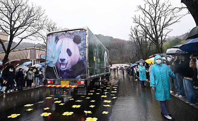 푸바오 팬들이 3일 오전 용인 에버랜드 장미원에서 푸바오를 실은 특수차량을 보며 배웅하고 있다. [연합]