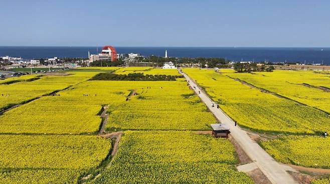 [포항=뉴시스] 강진구 기자 = 경북 포항시는 호미곶에 봄향기를 머금은 유채꽃과 포항 철길 숲, 효곡동 영일대 연못, 창포동 마장지 등의 지역 벚꽃 명소가 장관을 이루고 있다고 3일 밝혔다.사진은 호미곶 유채꽃 단지.(사진=포항시 제공) 2024.04.03.photo@newsis.com *재판매 및 DB 금지