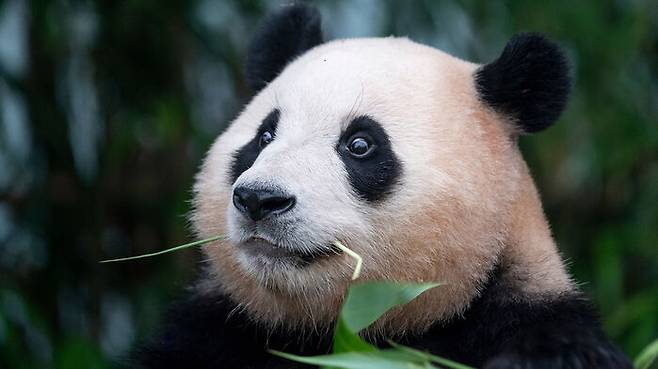 푸바오 (사진=삼성물산 제공, 연합뉴스)