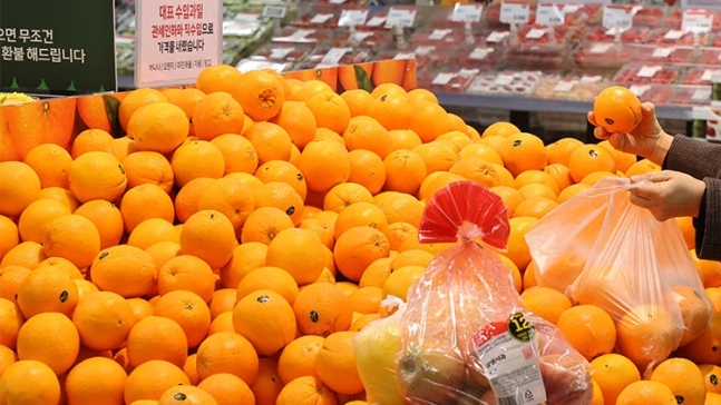 21일 농림축산식품부는 가격이 폭등한 과일 수요를 대체하기 위해 한국농수산식품유통공사(aT)를 통해 직수입한 오렌지, 바나나 등 수입 과일을 이날부터 대형마트에 공급한다고 밝혔다. 이달 중 바나나 1400여t, 오렌지 600여t 등 수입 과일 2000t 이상을 시장에 공급한다. 사진은 이날 서울 한 대형마트의 오렌지 매대.   연합뉴스