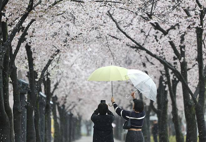 대구 지역에 봄비가 내린 3일 대구 수성구 수성못 벚꽃 산책로에서 시민들이 우산을 서로 들어주며 벚꽃 사진을 찍고 있다./연합뉴스