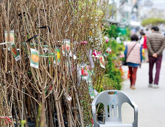 < 썰렁한 종로 꽃시장 > 식목일을 하루 앞둔 4일 서울 종로6가 종로 꽃 시장이 한산하다. 지난해 기상여건이 좋지 않아 묘목 생산 단가가 20%가량 올랐지만 수요는 그만큼 늘지 않은 탓에 올해 묘목 시장에는 찬바람이 불고 있다.  /임대철 기자