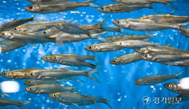 하천의 기능과 역할을 주제로 국내 하천에 서식중인 다양한 어종을 만날 수 있다. 사진은 잉어목 치리. 윤원규기자