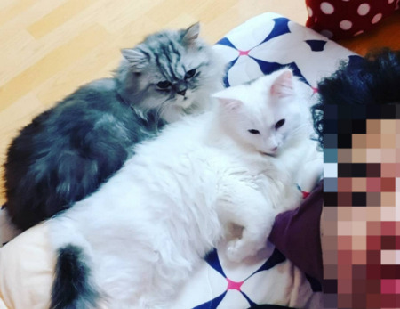 고 박수훈 소방관님과 두 고양이, 두부와 흰둥이./사진=시내씨