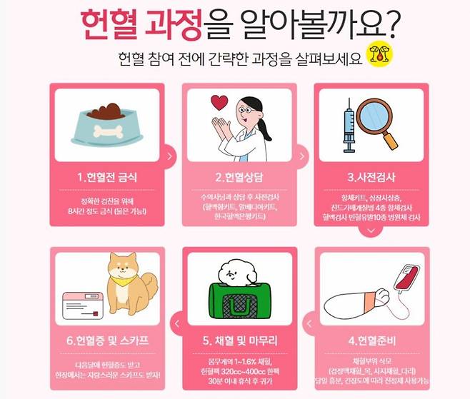 헌혈견의 헌혈 과정 정리. /사진=최아름씨 제공