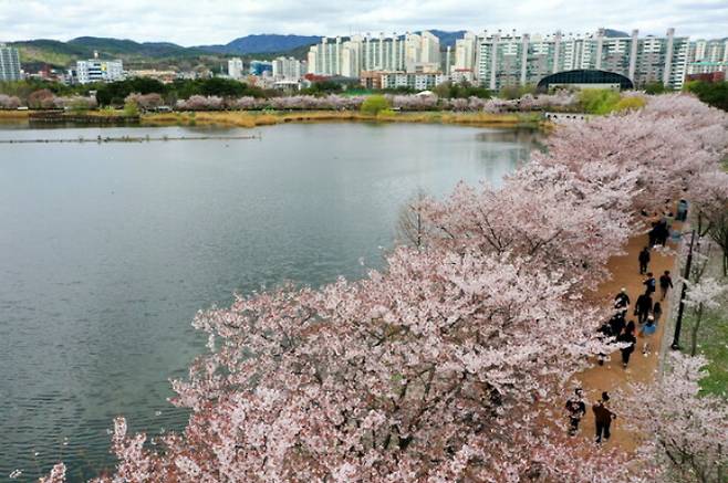 하얀 꽃 세상에 눈 호강 - 황구지천 벗꽃길. / 사진제공=수원시