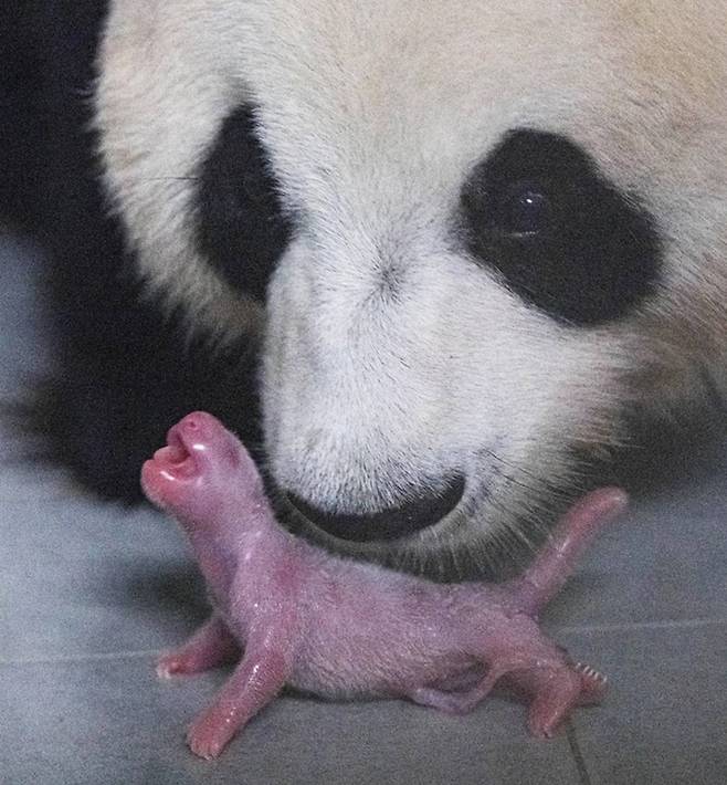 2020년 7월20일 태어난 푸바오. 삼성물산 리조트부문 제공