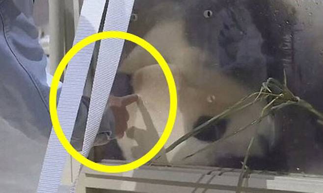 한 남성이 별도의 방역 장갑 등을 착용하지 않은 맨손으로 푸바오를 찌르는 모습. 웨이보 캡처