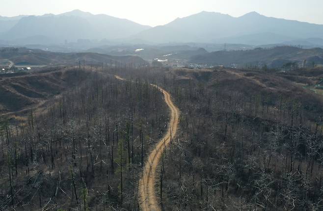 식목일을 맞은 4월 5일 오후 강원도 고성군 토성면 성천리의 임도 주변으로 불에 탄 나무들의 모습이 보인다. / 장련성 기자