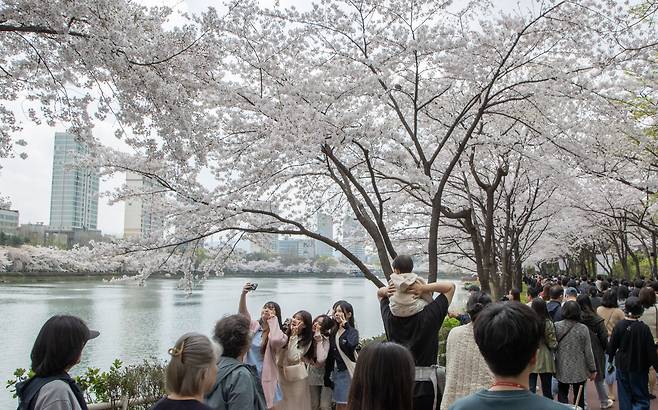 5일 오후 서울 송파구 석촌호수에서 시민들이 만개한 벚꽃을 보며 산책을 즐기고 있다. /박상훈 기자