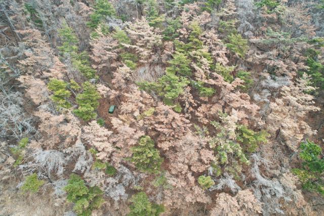 지난 1일 경주시 감포읍의 한 야산에 재선충병에 걸려 잿빛으로 변한 소나무들이 즐비하다. 녹색연합 제공