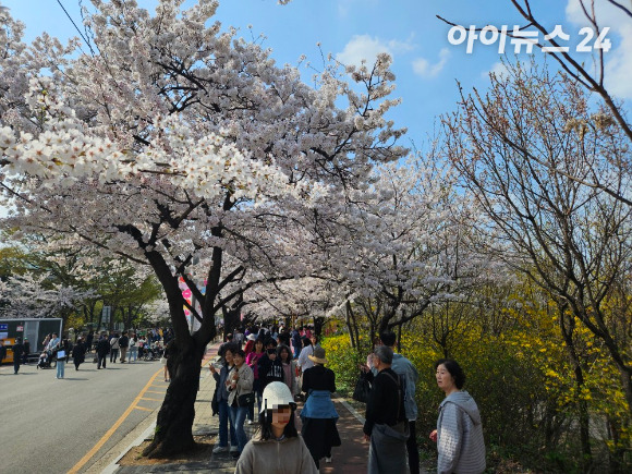 시민들이 여의도 벚꽃축제에서 벚꽃을 즐기고 있다. [사진=아이뉴스24 DB]