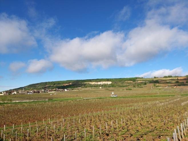 봄을 맞는 부르고뉴 포도밭 풍경<마셀드 샹게 포도밭과 무관>/사진제공=박영신 와인 칼럼니스트