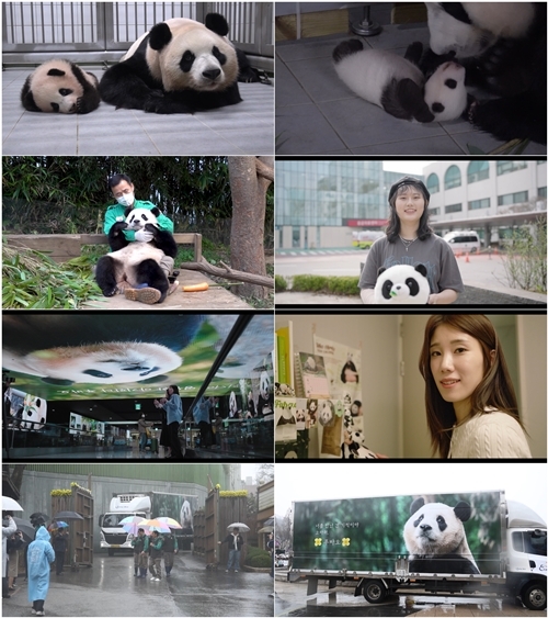 푸바오가 한국에서 보낸 1354일을 되돌아보는 MBC 특집 다큐멘터리 ‘푸바오, 우리가 사랑한 시간 1354’가 6일 방송된다. / 사진 = MBC
