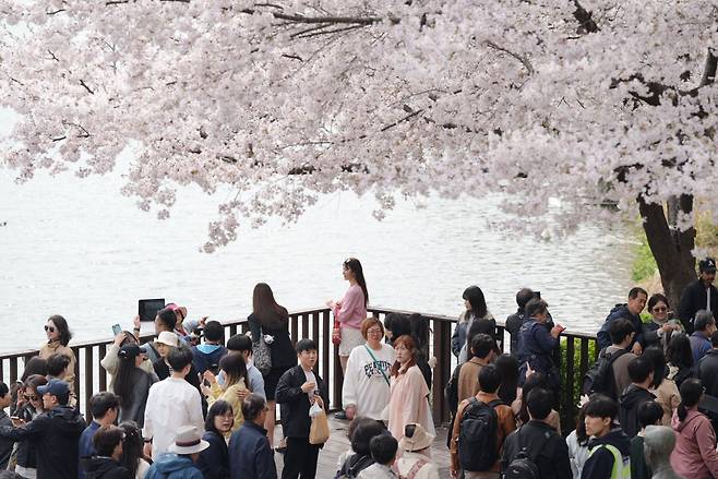 6일 오후 서울 송파구 석촌호수에서 벚꽃 구경을 즐기는 시민들 /안준현 기자