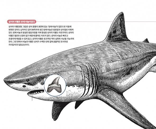 상어의 이빨은 본래 바늘이었다. 과학동아 제공