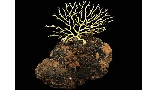 클라리온-클리퍼톤 해역(CCZ)에서 발견된 생물. 사진=SMARTEX Project/NERC