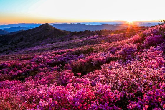 대구 비슬산의 참꽃(진달래) 군락지. 4월 초에 피기 시작해 4월 중순이면 분홍빛이 절정을 이룬다. [사진 대구시]