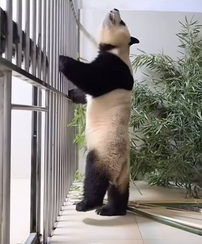 “할부지 어디 갔어~~~” 중국에서의 첫날밤을 보낸뒤 푸바오는 철창에서 한동안 손을 떼지 않았다.