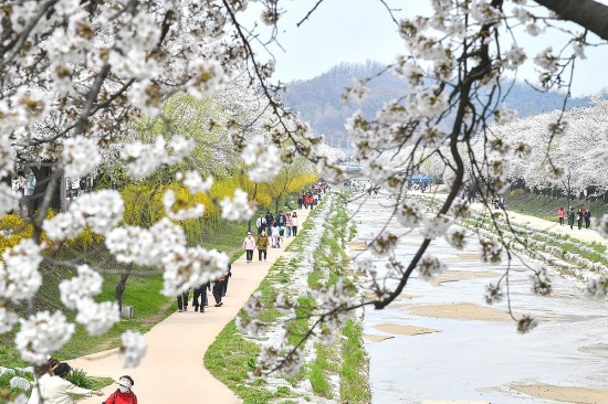 노란 개나리와 연분홍 벚꽃이 활짝핀 영주 원당천을 나들이객들이 걷고있다(영주시 제공)