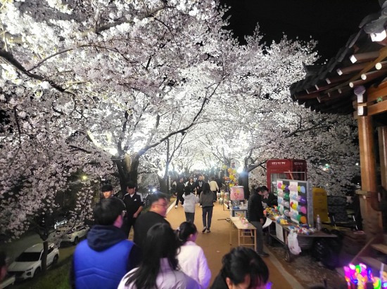 영주 원당천은 아름다운 야경과 연분홍 벚꽃. 다채로운 조명이 한데 어우러져 모든이의 발길을 유혹하고 있다(사진=김성권 기자)