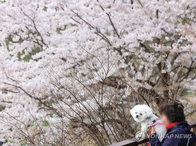 벚꽃 만개한 양재천 (서울=연합뉴스) 김도훈 기자 = 완연한 봄 날씨를 보인 4일 오전 벚꽃이 만개한 서울 강남구 양재천을 찾은 시민이 반려견과 함께 꽃을 구경하고 있다. 2024.4.4 superdoo82@yna.co.kr