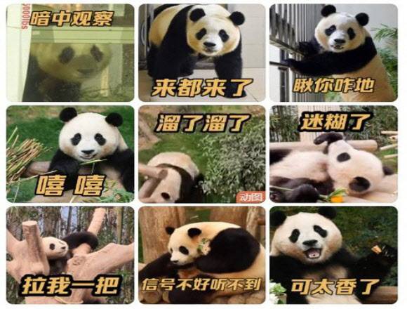 중국 쓰촨성 선수핑 기지에 도착한 자이언트 판다 ‘푸바오’ 모습. (사진=웨이보 캡처, 연합뉴스)