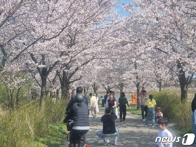 7일 벚꽃이 만개한 강릉 경포 생태저류지를 찾은 상춘객들이 벚꽃놀이를 즐기고 있다. 이날 강릉지역은 낮 최고기온이 25.4도까지 오르는 등 따뜻한 날씨를 보이면서 반팔 등 가벼운 차림의 나들이객이 많았다. 2024.4.7/뉴스1 윤왕근 기자