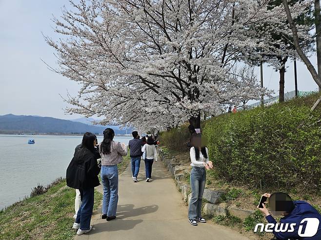 완연한 봄 날씨를 보인 6일 강원 춘천 공지천 일대에 펼쳐진 벚꽃을 보려는 시민들의 발길이 이어지고 있다. 2024.4.6/뉴스1 ⓒ News1 한귀섭 기자