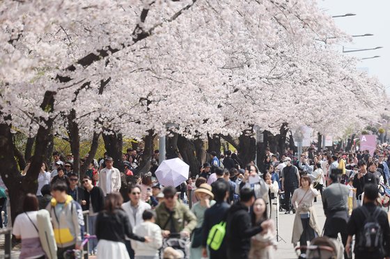 포근한 날씨를 보인 7일 오후 벚꽃이 활짝 핀 서울 여의도 윤중로에서 시민들이 봄을 즐기고 있다. 연합뉴스