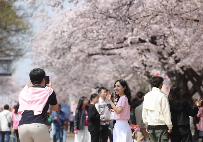 ▲'포근한 날씨'…분홍빛 벚꽃 만개한 여의도 윤중로  [연합뉴스]