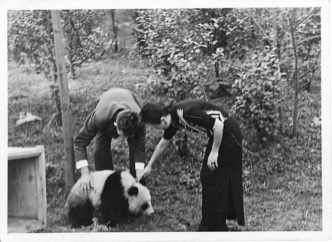1941년 중국 충칭시 자택 마당에서 미국인과 함께 아기 판다를 쓰다듬고 있는 장제스 부인 쑹메이링.