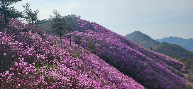 진달래가 활짝 핀 천주산. 독자 제공