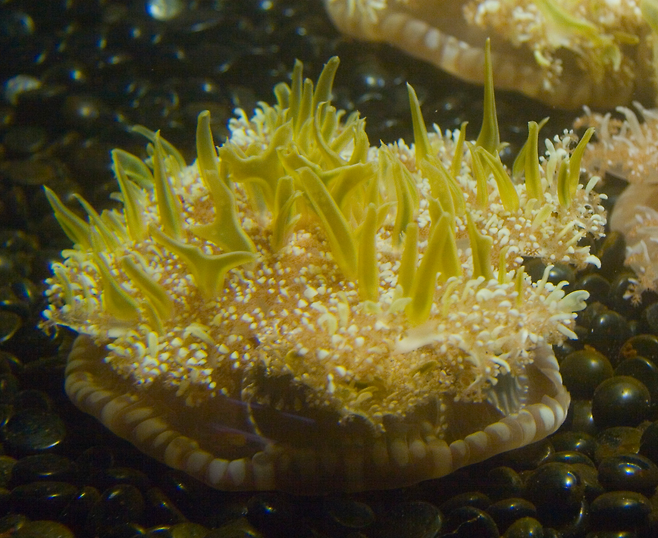 뒤집어진 해파리(Upside-down jellyfish) 해파리라는 별명을 지닌 카시오페아 해파리 (출처 : Wikimedia Commons, Credit : Kimon Berlin)