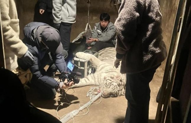 지난 2월 22일 청주동물원 수의사 등이 참여하는 봉사단이 부경동물원 백호를 검진하고 있다. [사진=김해시 제공]